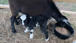 FARM SOUNDS 🐐- Baby Goat Edition (No Talking / Relaxing / ASMR)