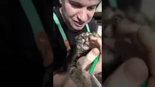 Как нарисовать кота