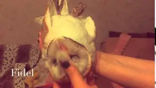 Сова Фидель! Сипуха! Сова на руках!