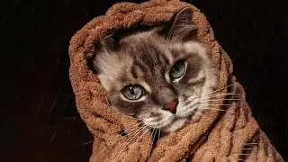 Кот и Яблоки 🍎🍏🍎