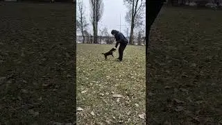 ягдтер'єр Джон, команда апорт.