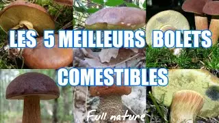 5 meilleur bolet commestible