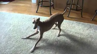 The Italian Greyhound and a whoopee cushion