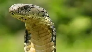King Cobra Rescued from Tea Garden Assam India #KingCobra #snakes #Viralvideo #KingCobraStrikes