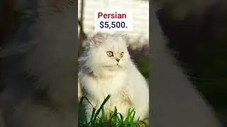 The most expensive cats in the world 2021 (part 2) #shorts