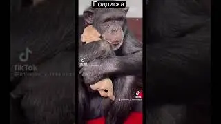 Обезьяна и собака!