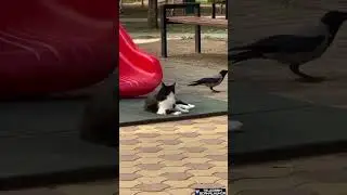 Hınzır karga