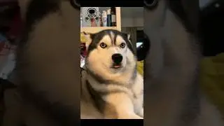 Animals transformation #viral #animalsofyoutube #shorts