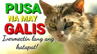 PAANO GAMUTIN ANG PUSANG MAY GALIS | DA HUSTLER'S TV