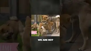 Shiba Inu - Japan's Mighty Hunters