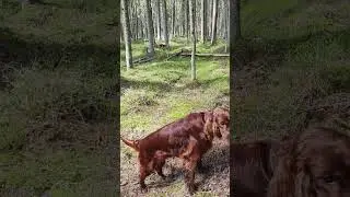 Сеттер - санитар леса.