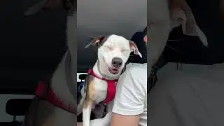 Jack sleeping in the car