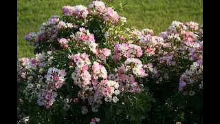 Мускусные розы - лучший выбор для малоуходных садов и тенистых мест