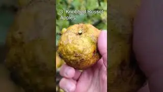 Top 5 Unique Varieties of Fruit