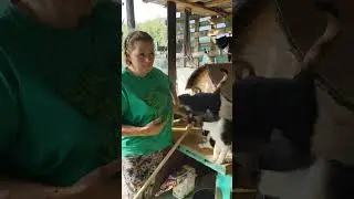 Приют Ковчег