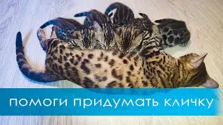 Помоги придумать кличку на букву 