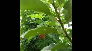 Keindahan bekicot buah atau pohon