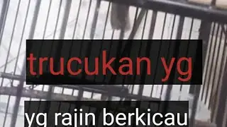 burung Trucukan yang sangat rajin berkicau 
