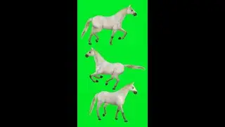 Green screen horse running video not copyright free to use Green screen horse running HD video