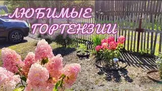 Самые красивые гортензии в моем саду!!! Дождливый сентябрь.