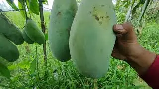 Mangga Mahathir