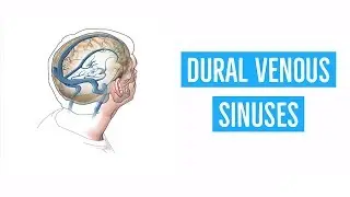 DURAL VENOUS SINUSES
