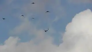 борьба с ветром   06 11 19