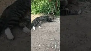 Очень красивая кошечка !!