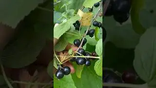 А вы любите черную смородину? #урожай #сад #садовод #смородина #ягоды #currant #nature #ленобласть