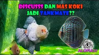 MENGGABUNGKAN IKAN DISCUS DI TANK IKAN MAS KOKI, TANKMATE IKAN MAS KOKI