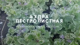 Будра пестролистная.