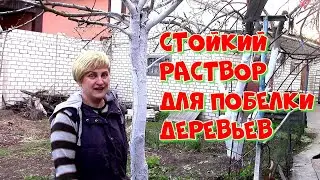 СТОЙКИЙ РАСТВОР ДЛЯ ПОБЕЛКИ ДЕРЕВЬЕВ ВЕСНОЙ