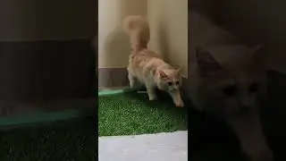 Oreo the cat