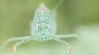 macro photography with smartphone ✓katydid