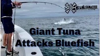 Giant Tuna Explodes Topwater Bluefish