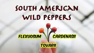 South American Wild Peppers Update and Tasting