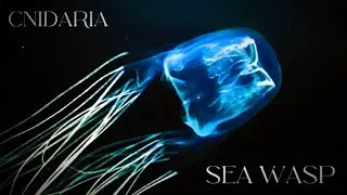 Cnidaria: Sea Wasp/Box Jellyfish #fypシ #ocean #seaanimals #seacreatures #wasp#jellyfish#venom#poison