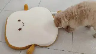 Puppy toy poodle playing with bread cushion
