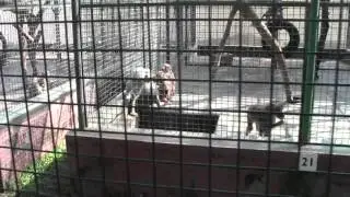 Dubai ZOO