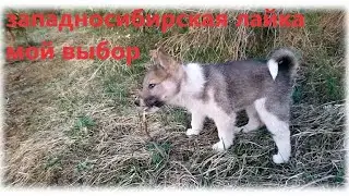 Западносибирская лайка.Щенок и  ежик
