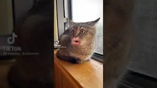 Кот говорящий рот. А он мне писюн показывал.