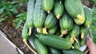 Как формирую огурцы на основной грядке!
