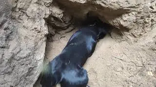 Первый барсук Саботажа