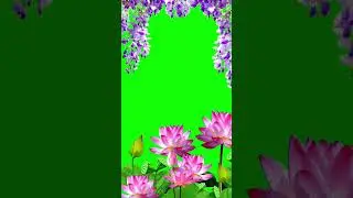 Flower Green Screen Background video | Green Screen Background Template