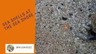 Sea shells at the sea shore