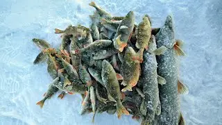 Рыбалка на озере. Окунь на самодельную безнасадку. Щука на жерлицы.