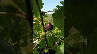АВГУСТ. ИНЖИР. АБХАЗИЯ #фрукты #абхазия #август