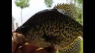 2017 Crappie Fishing - Best Crappie Bait Out There!