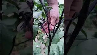Eggplant & Tomato Pruning Techniques 