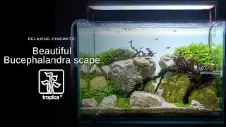 Nano Aquarium | Beautiful Bucephalandra Aquascape